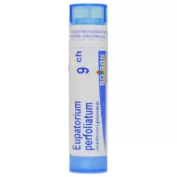 EUPATORIUM PERFOLIATUM C9 golyócskák 4 G