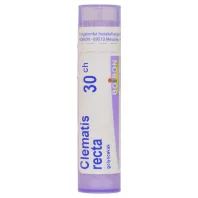CLEMATIS RECTA C30 golyócskák 4 G